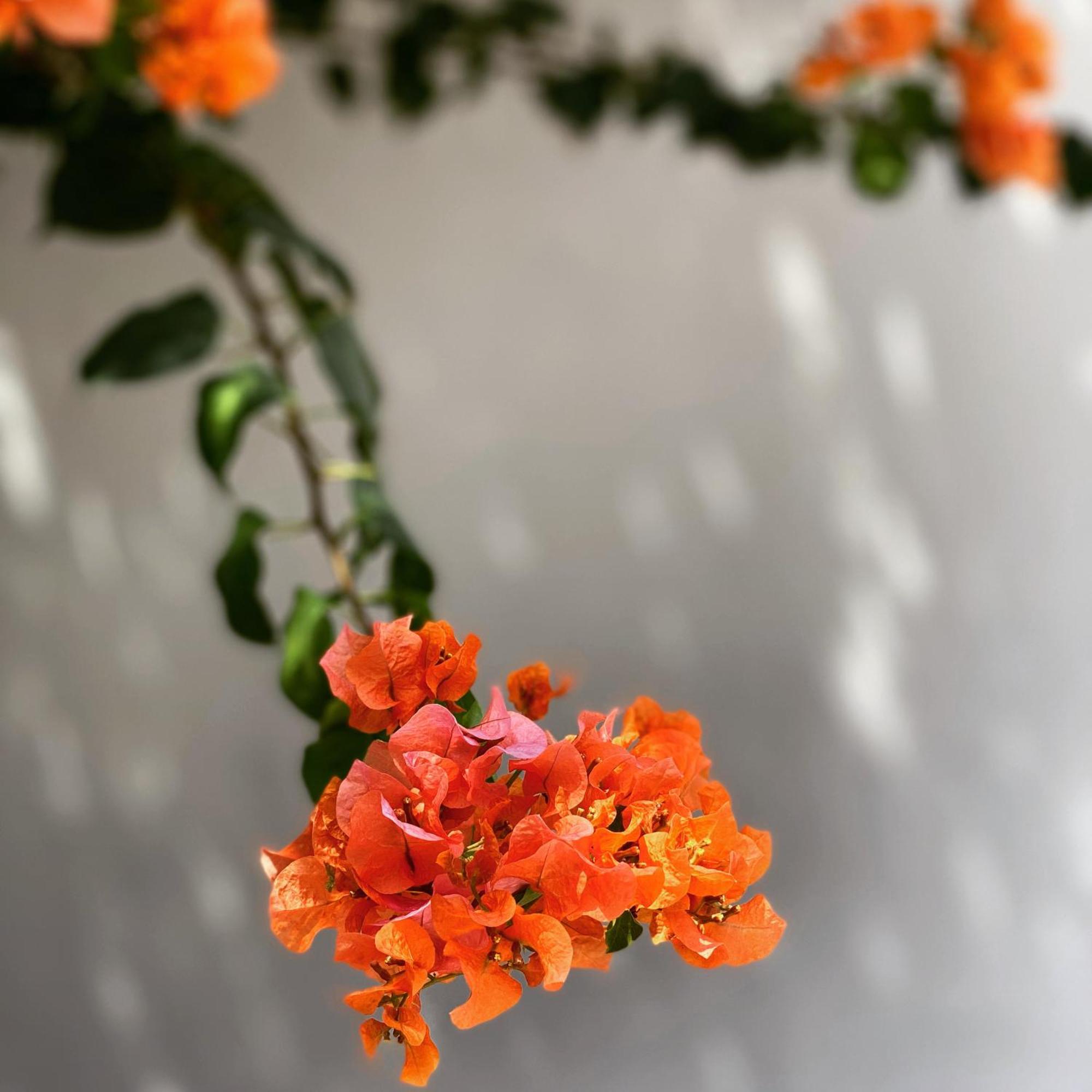 The Killians Boutique Hotel Kochi