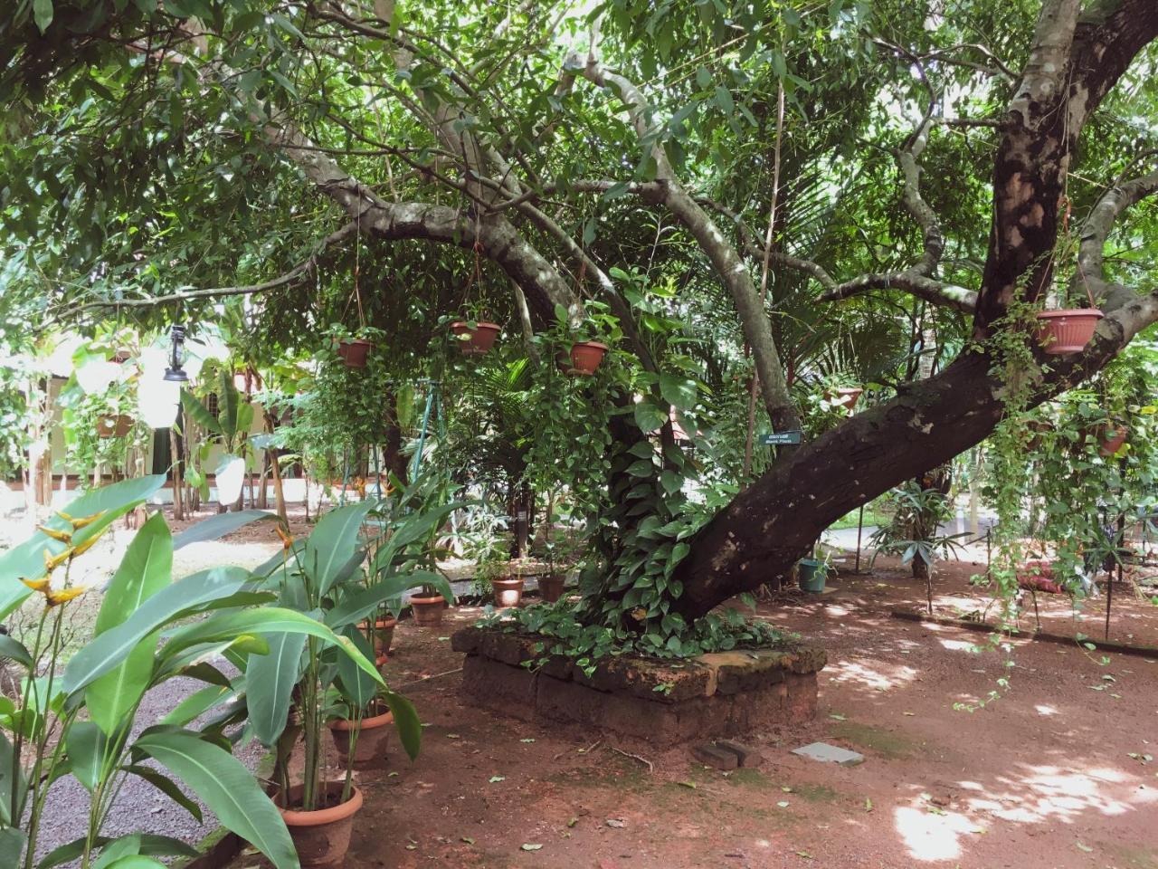 Palm Grove Service Bed & Breakfast Kochi