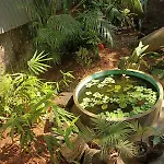 Adams Wood House Ayurveda Homestay Kochi