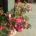 Heavenly Homestay