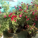 Heavenly Homestay