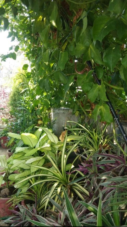 The Nest Homestay Homestay Kochi