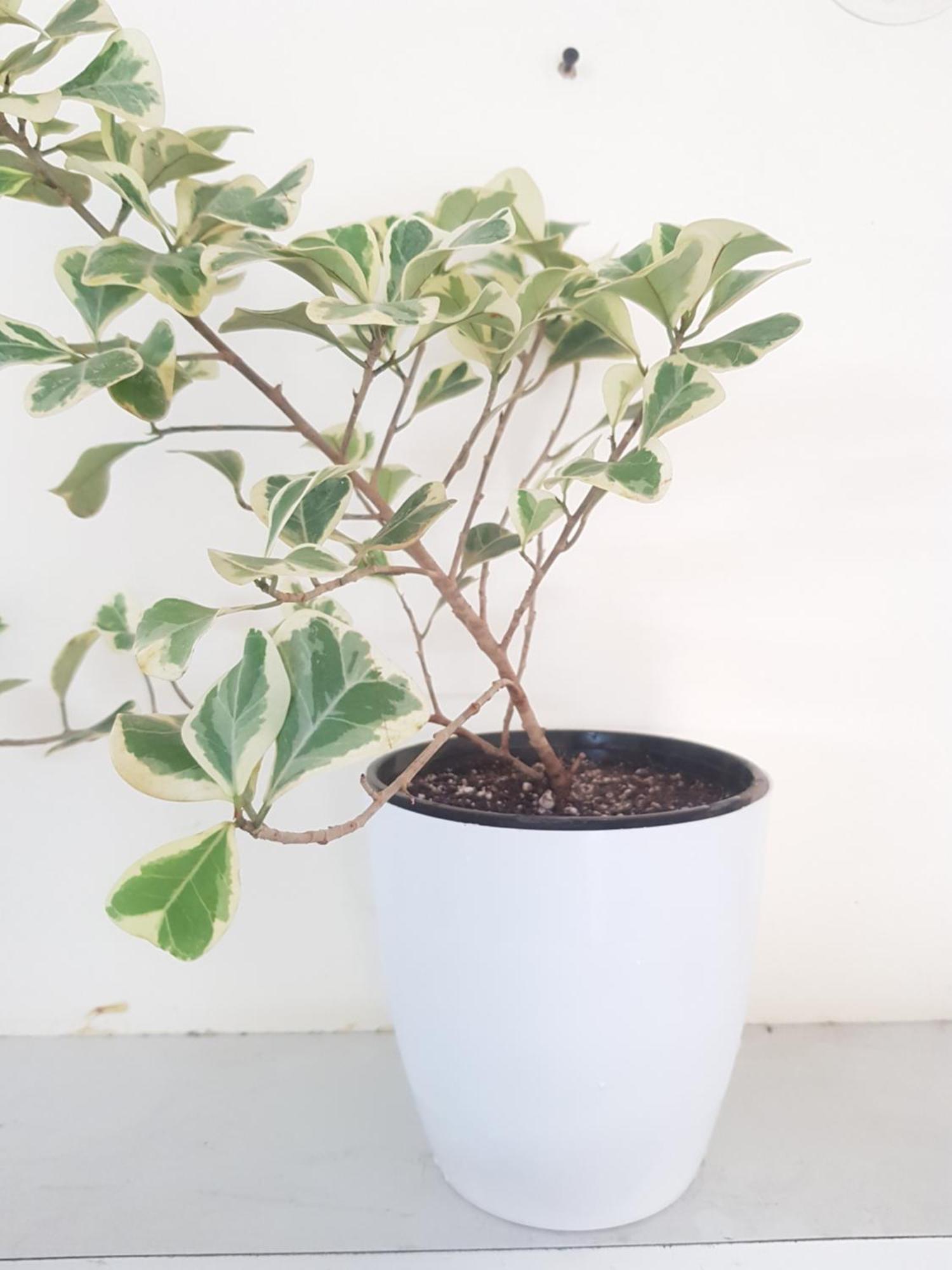 Apartment Msk Gardenia Service