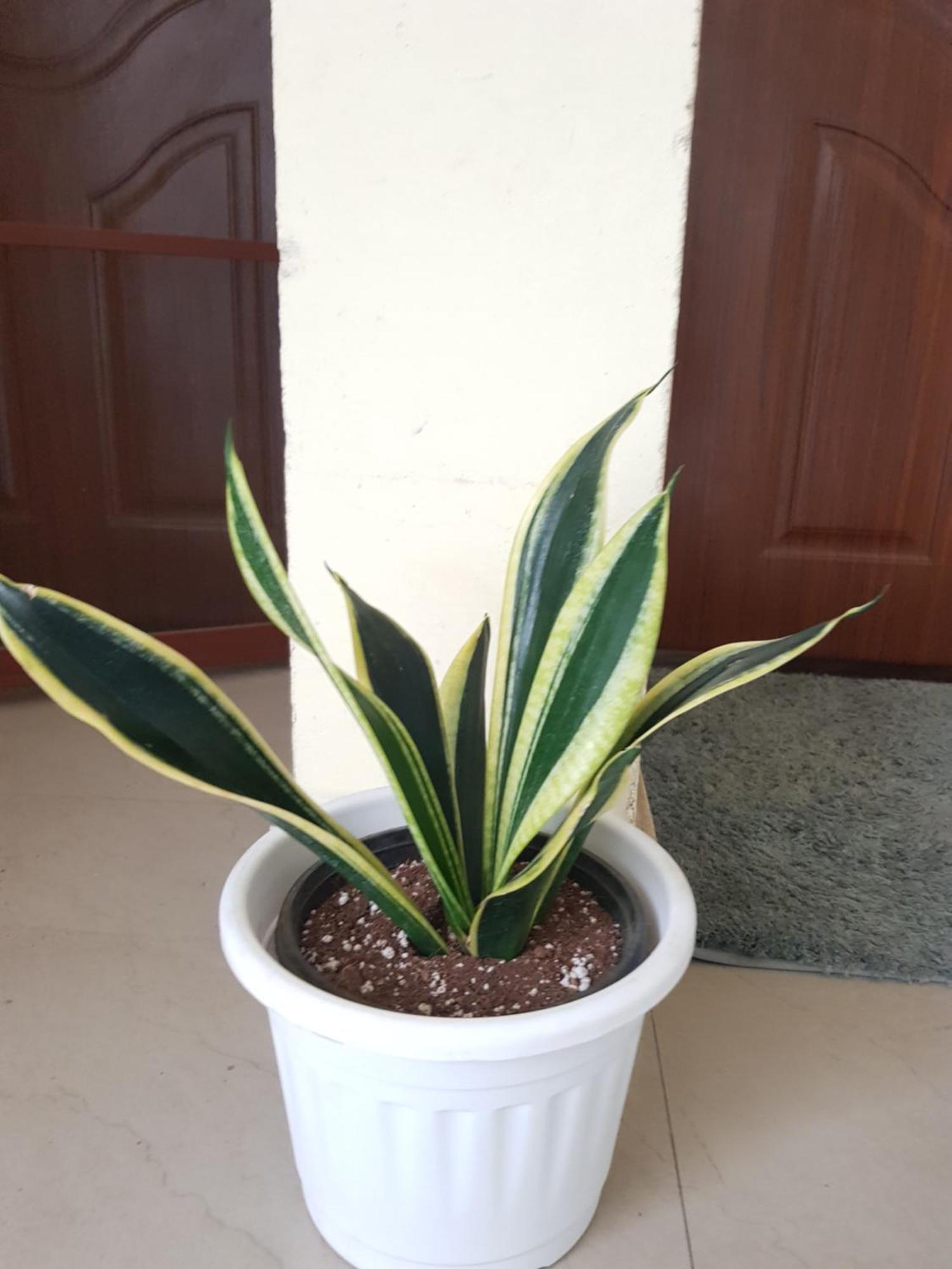Apartment Msk Gardenia Service