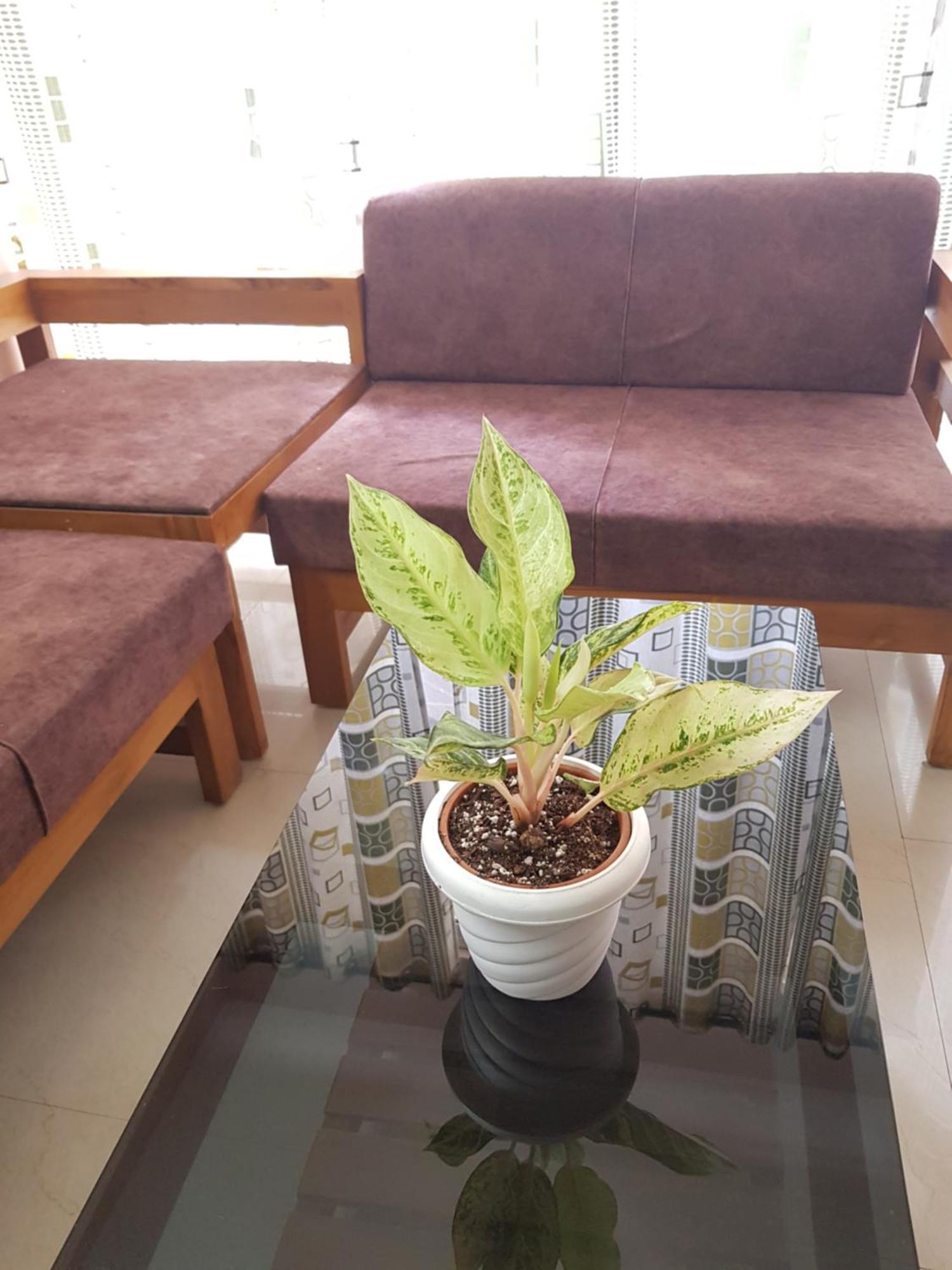 Apartment Msk Gardenia Service