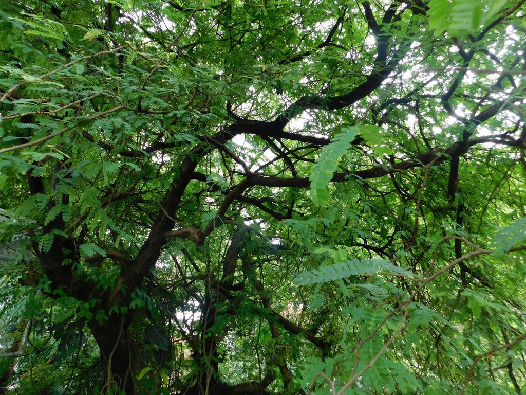 Green Woods Bethlehem * Kochi
