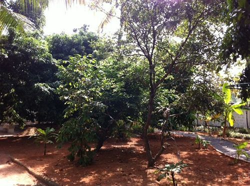 Bed & Breakfast Palm Grove Service 2*