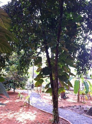 Bed & Breakfast Palm Grove Service 2*