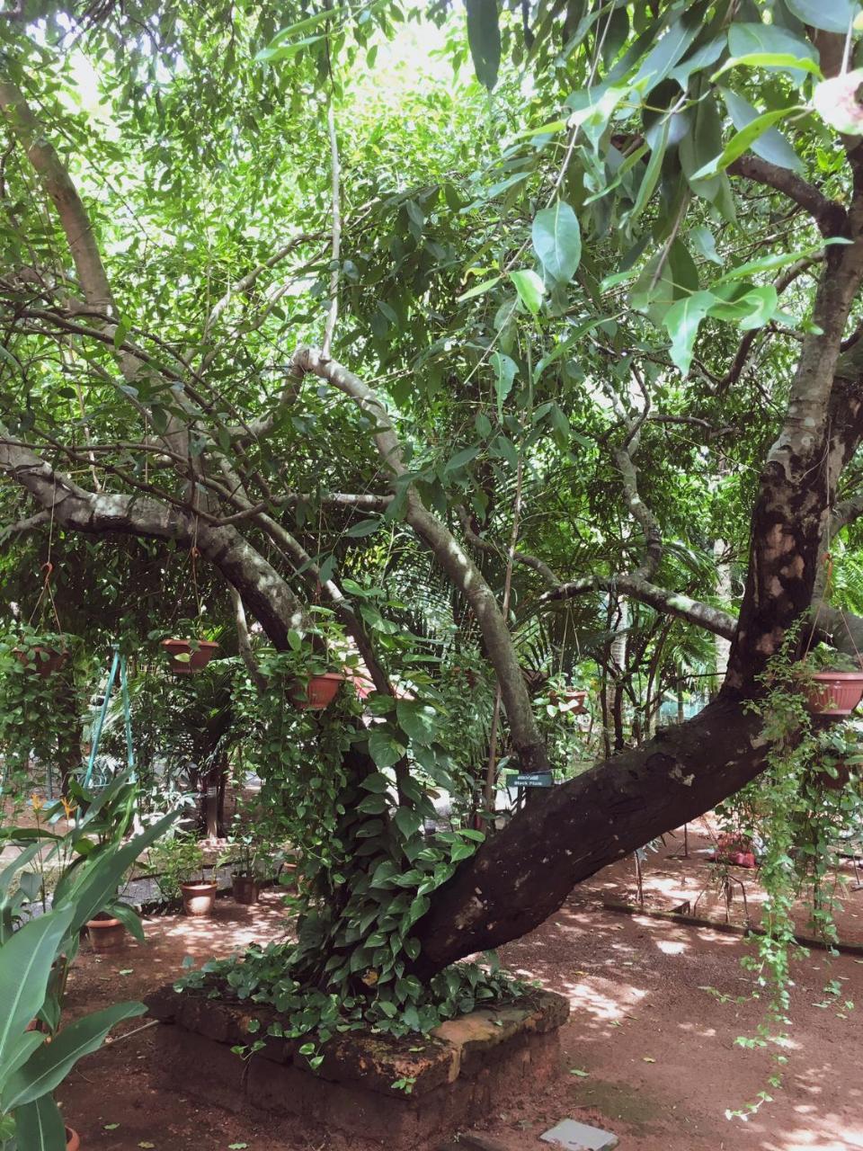Palm Grove Service Bed & Breakfast