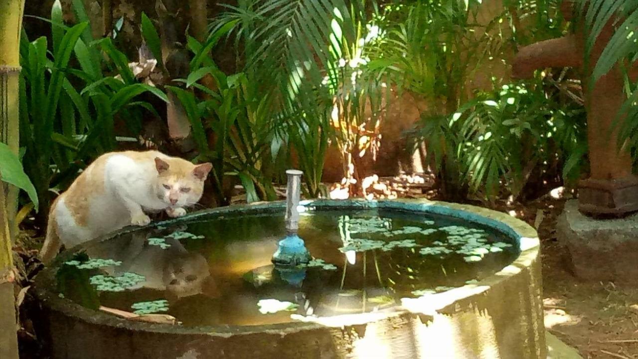 Adams Wood House Ayurveda *