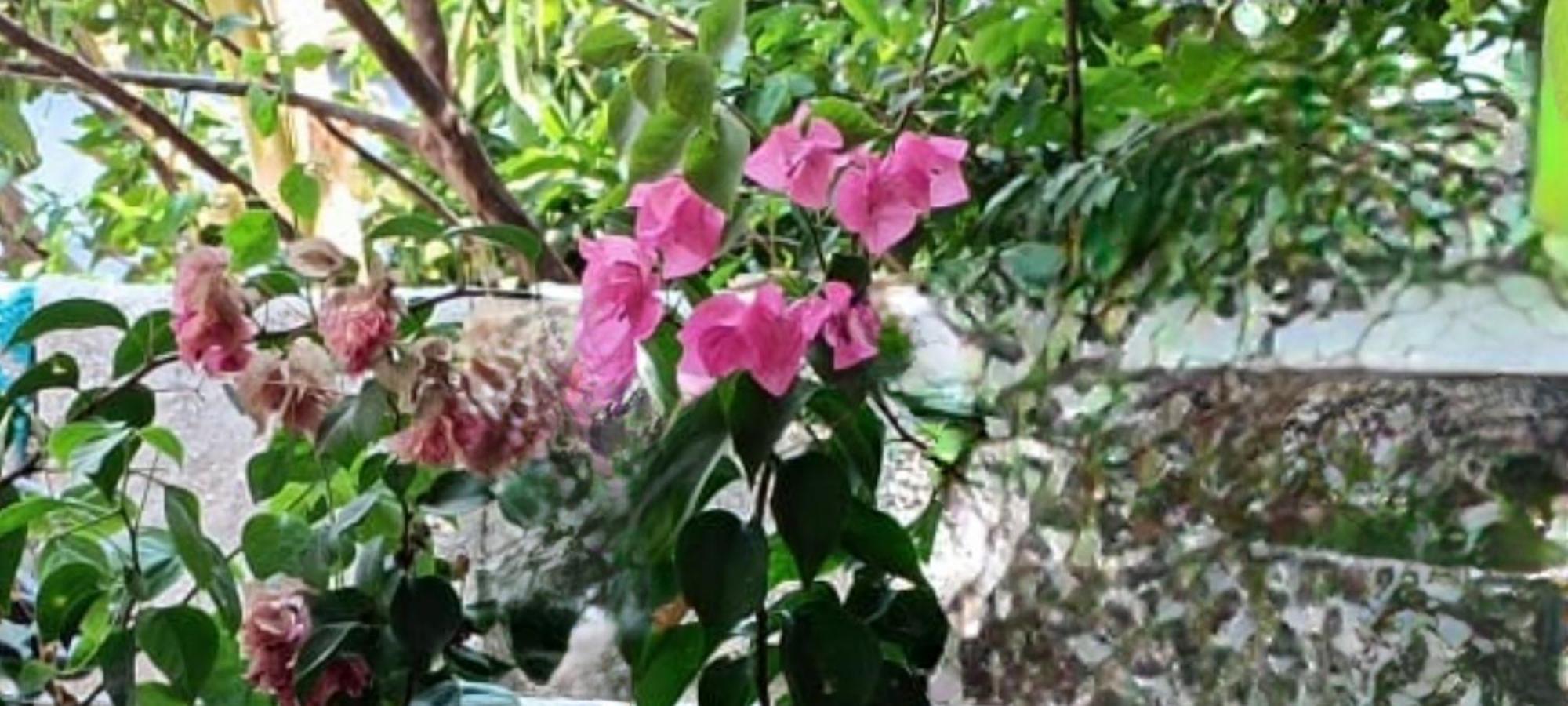 Apartment Oasis Homestay Kochi