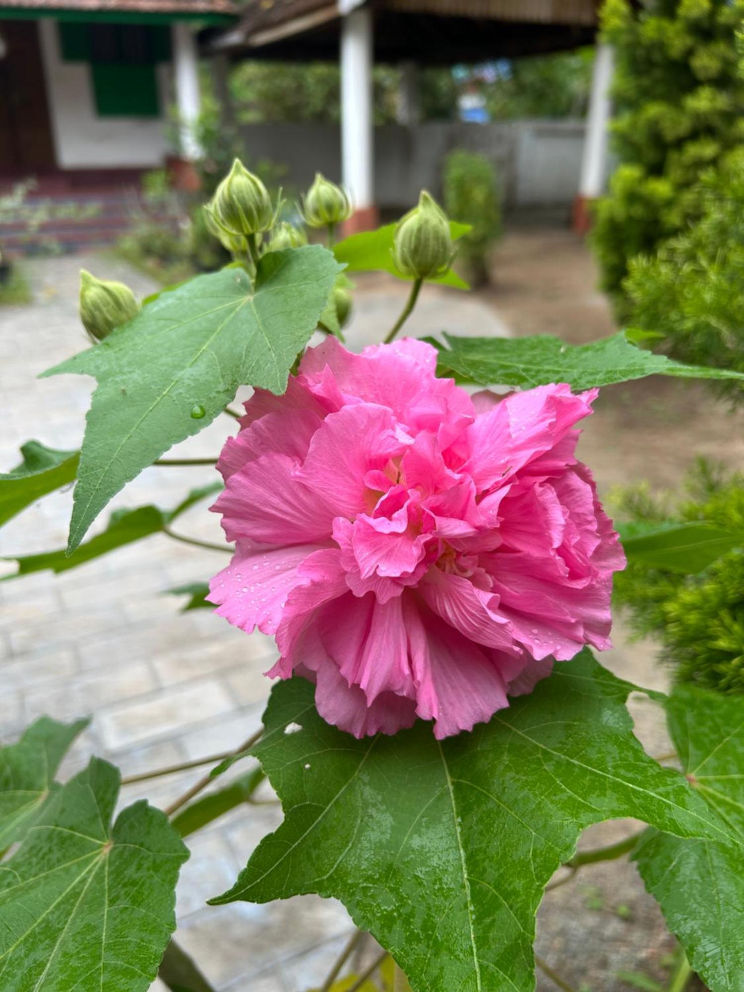 Gramam Homestay, Cochin Bed & Breakfast