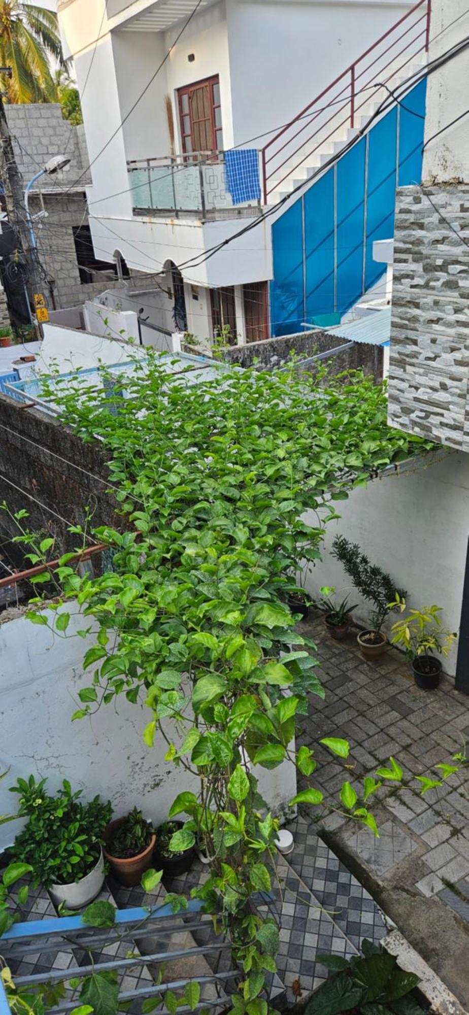 Guest house Garden Of Dreams *