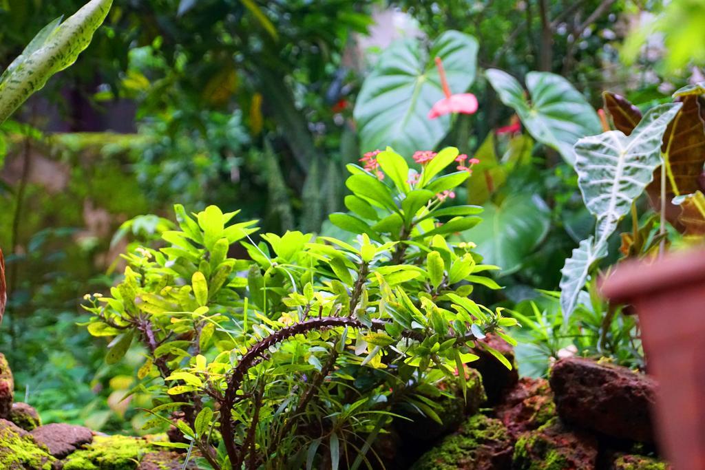 Homestay David Homes Kochi