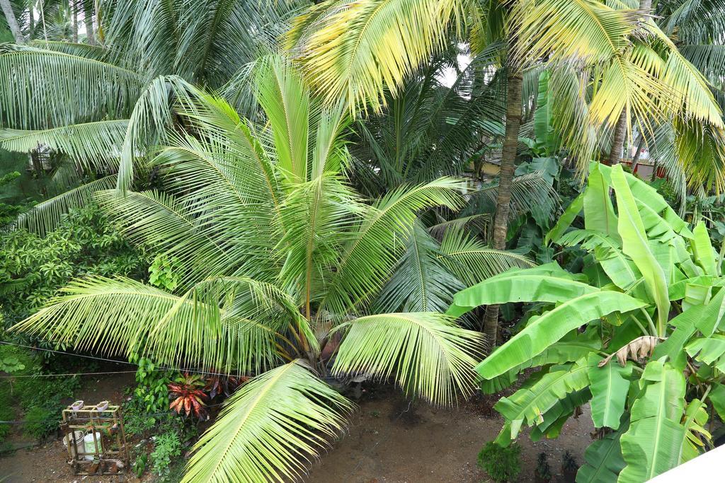 Homestay Coconut Grove *