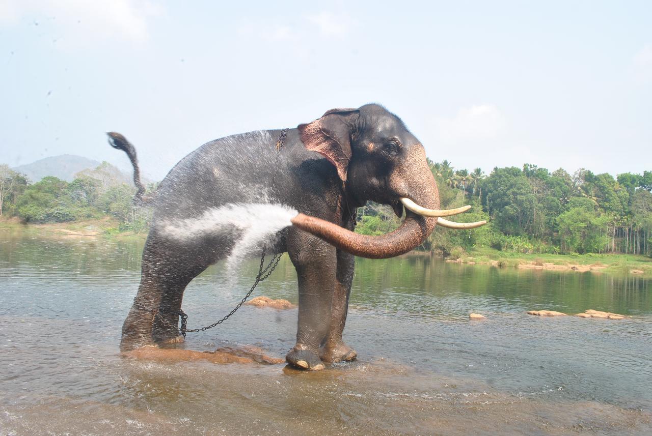 Dewland Cochin Kochi