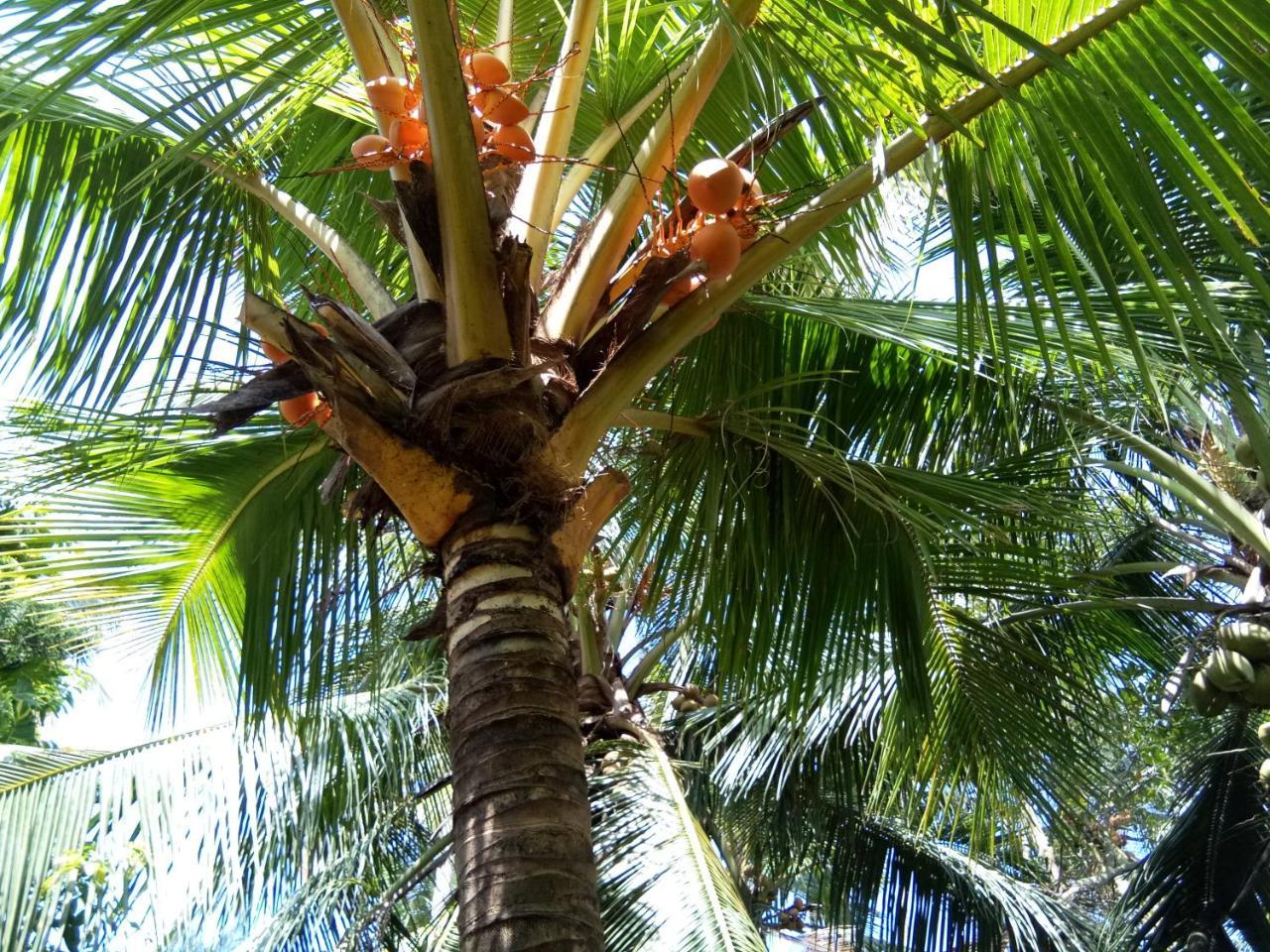 Coconut Grove Kochi