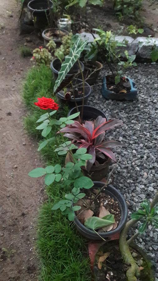 Greenland Homestay Kochi
